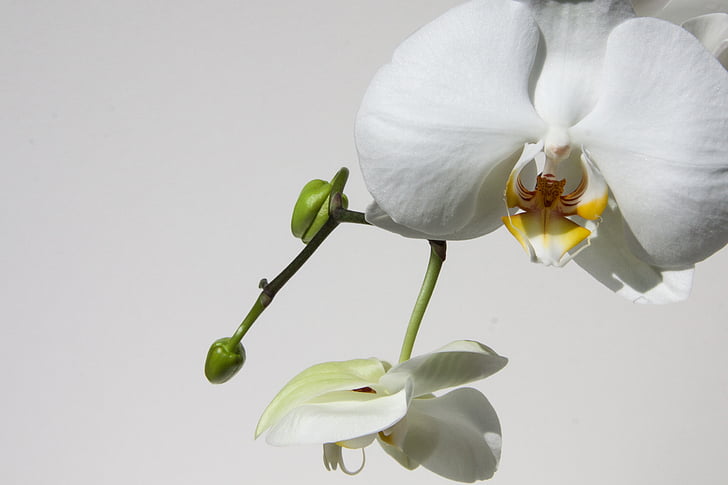 orchidėja, pumpuras, balta, gėlė, žiedų, žydėti, floros