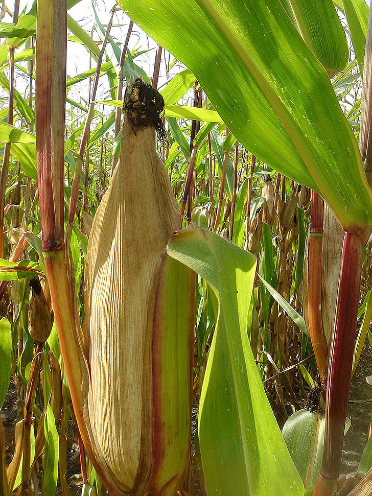 corn, ear, field, autumn, harvest