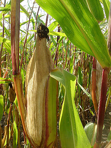 corn, ear, field, autumn, harvest