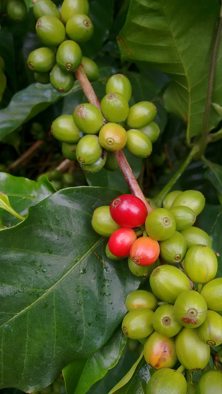 kava, priroda, zelena, grah, uzgoj, svježe