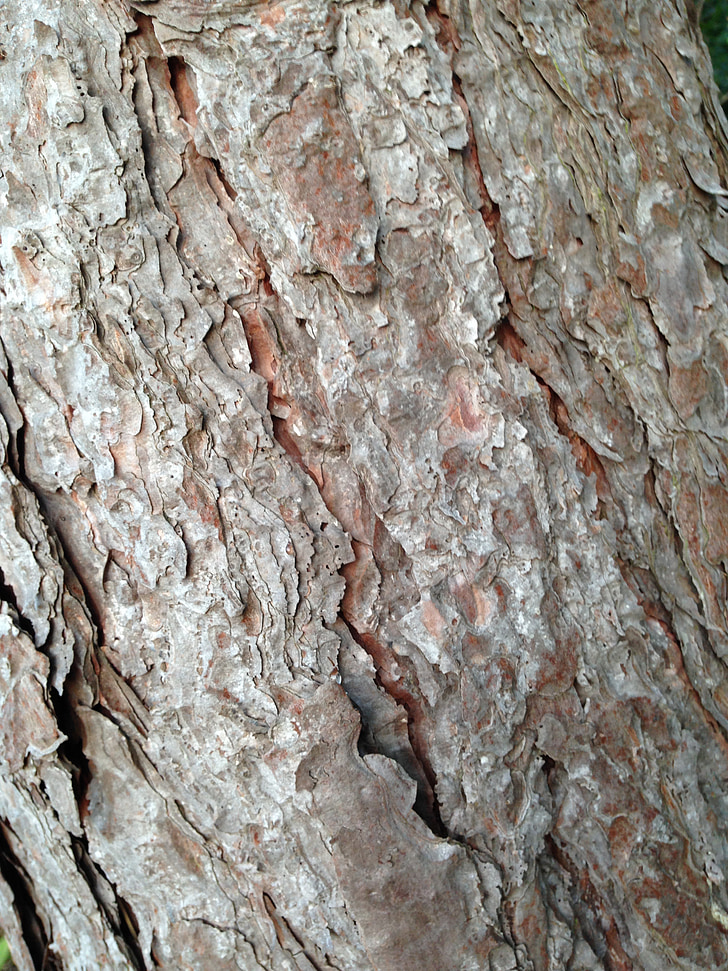Barken, bark, träd, naturen, trä, trunk, brun