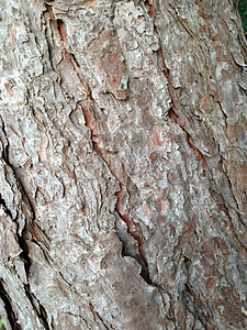 corteccia di albero, corteccia, albero, natura, legno, tronco, marrone