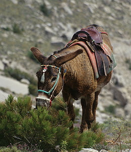 burro, mula, Grécia, animal