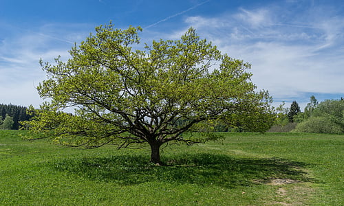 tauchenweiler, περιπατητής λιβάδια, δέντρο, το καλοκαίρι, Λιβάδι, χόρτο σύννεφα, σκιά