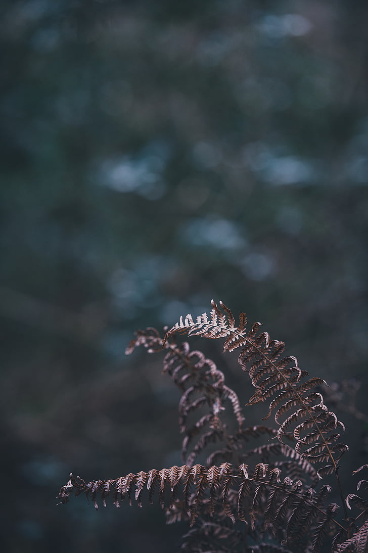 bokeh, photography, brown, fern, plant, leaf, nature