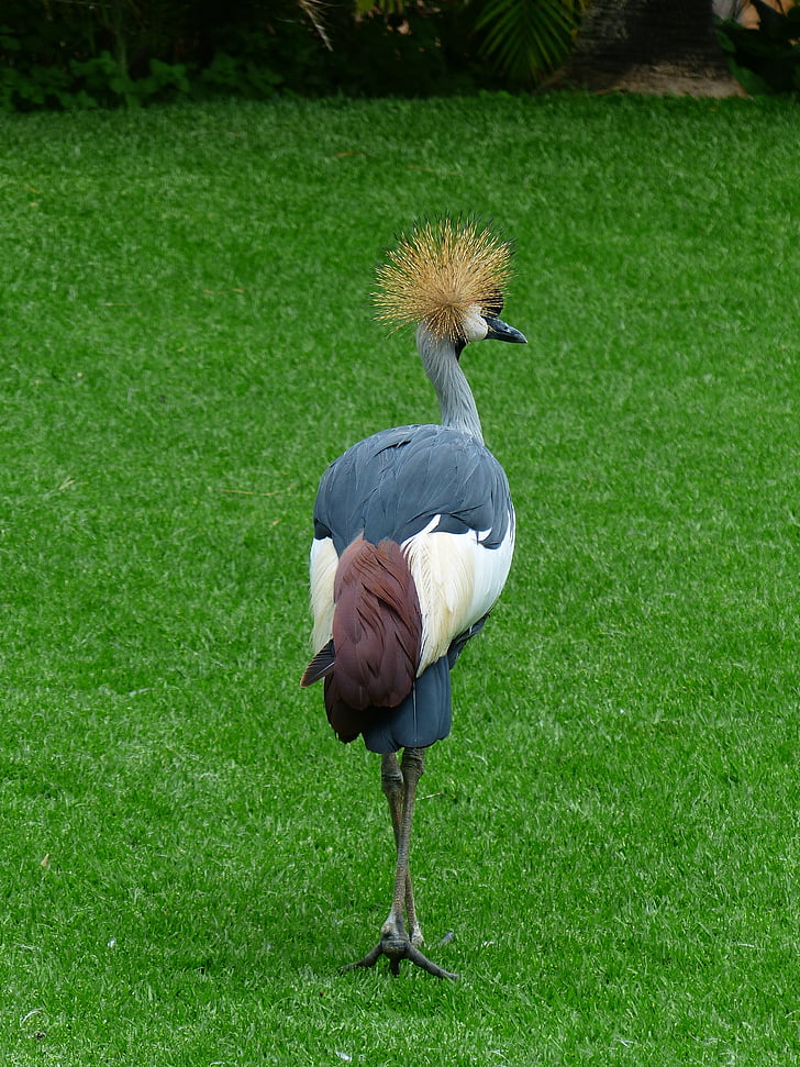 Crane, fågel, våren crown, Sydafrika grå krönt crane, grå krönt crane, Balearica regulorum, grå nacke grå krönt crane