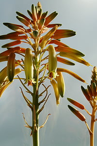 Aloe, cvijet, cvatu, Aloe vera, Botanički, priroda, biljka
