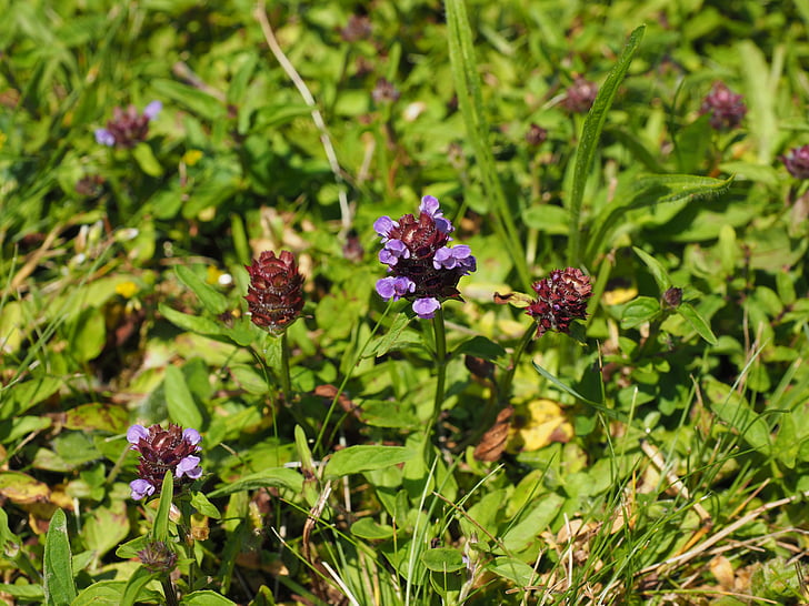 pequeño acentor, flor, flor, floración, púrpura, violeta, color rojizo