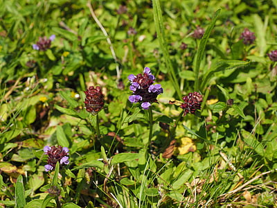 小さなイワヒバリ属, 花, ブロッサム, ブルーム, 紫, バイオレット, 赤