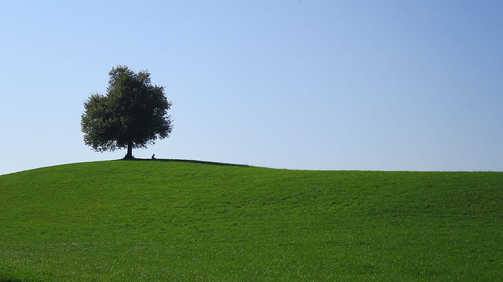 tree, hill, switzerland, landscape, nature, grass, country