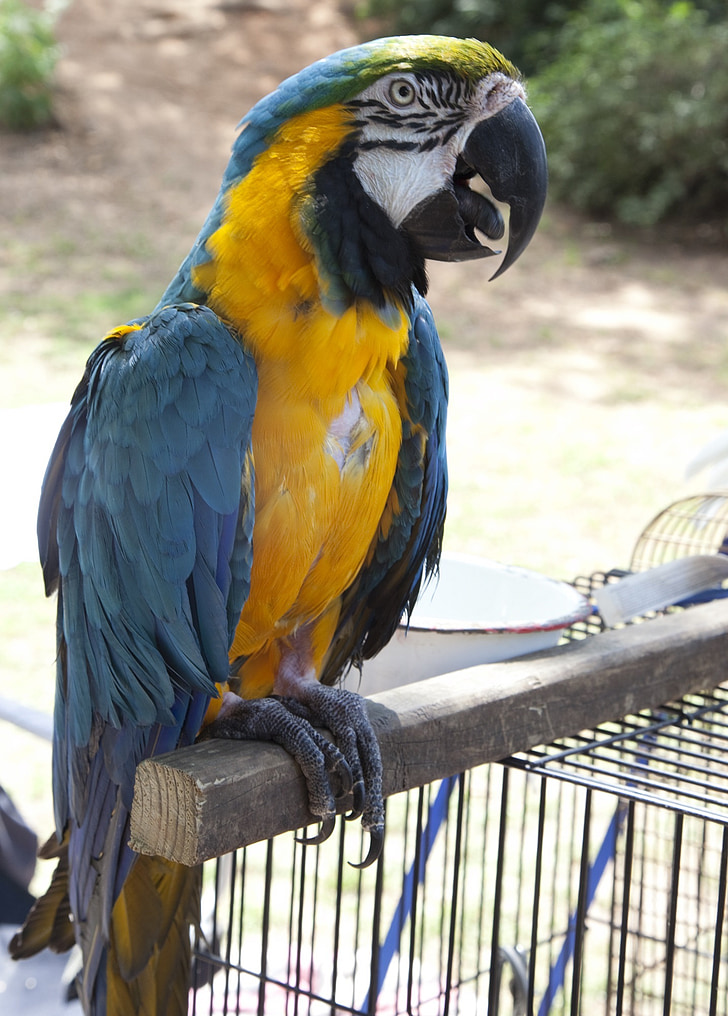 папагал, птица, цветни, перо, кацнала, тропически, синьо и жълто ара