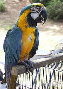 Lloro, ocell, colors, ploma, enfilat, tropical, Guacamai blau i groc