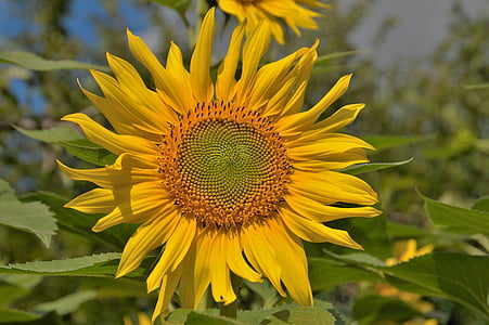 sunflower, flower, target, bright, yellow, summer, sun