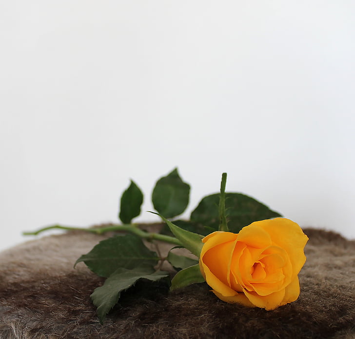 Rosa, groc, flors, decoració de taula, fons, bonica, flor