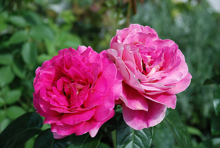 Роза, цвете, розово, едър план, природата, Градина, лято