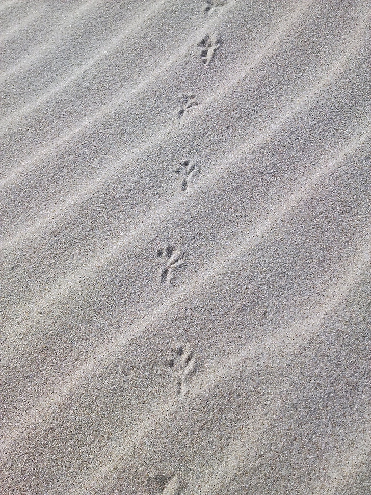 traces, sand, beach, dune, bird, the baltic sea, imprint