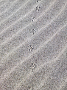 traces, sable, plage, dune, oiseau, la mer Baltique, Mentions légales