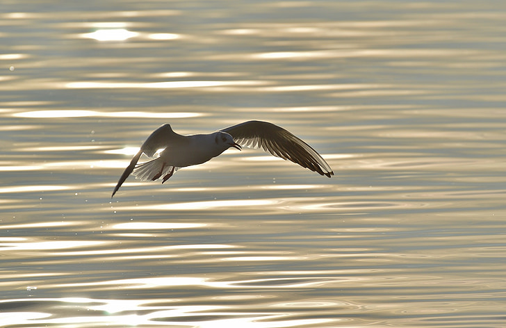 นกนางนวล, ฝัน, น้ำ, ทะเลสาบคอนสแตนซ์, โลกของสัตว์, ทะเลสาบ, นก