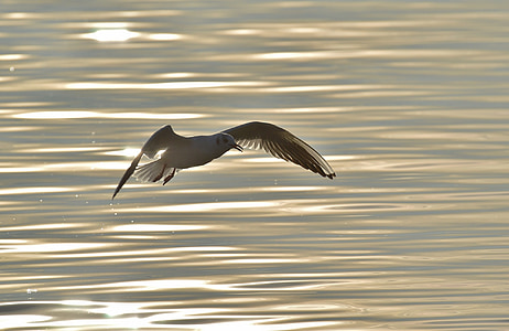 seagull, dreamy, water, lake constance, animal world, lake, bird