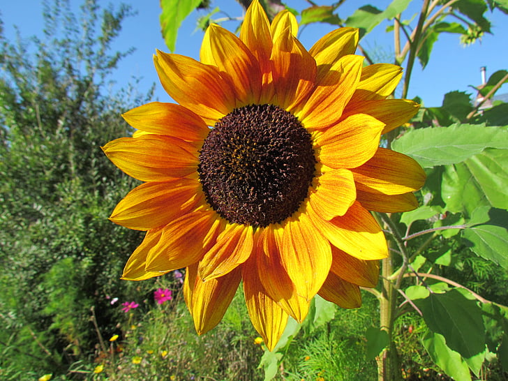 bunga matahari, bunga, kuning, alam, Blossom, mekar, musim panas