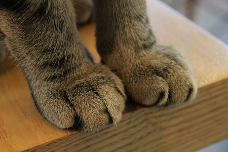 paws, cat, claw, paw, claws, feline, kitty