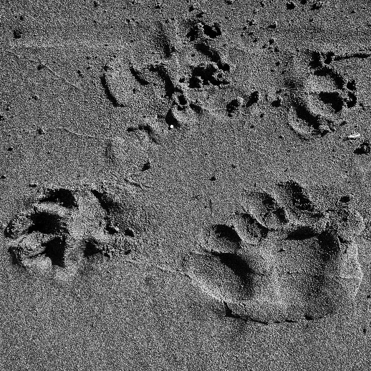 pata, impressões digitais, praia, areia, preto e branco, preto e branco, marcas de patas