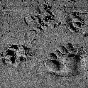 paw, prints, beach, sand, black and white, monochrome, paw prints