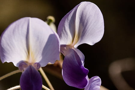 蓝色雨, 紫藤, wisterien, glycinen, ticular, 花, 宏观