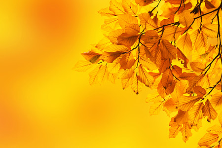 efterår, bøg, blade, gren, baggrund, farve, falder