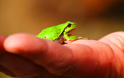 žába, Rosnička, obojživelníci, dřevo, zelená, ruka, malé