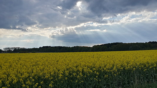 oilseed rape, spring, rapeseed oil, field of rapeseeds, yellow, sky, sunbeam