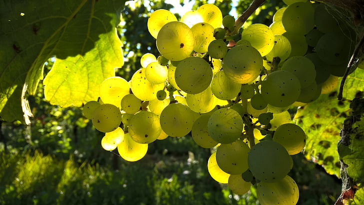 automne, raisins, à l’extérieur, vignoble, vin, raisins de cuve, couleur verte