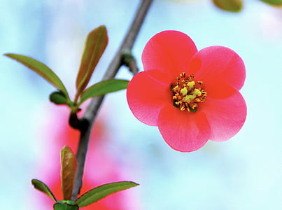 blomst, Tropic, rød, kronblad, Corolla, pollenbærere, pistil