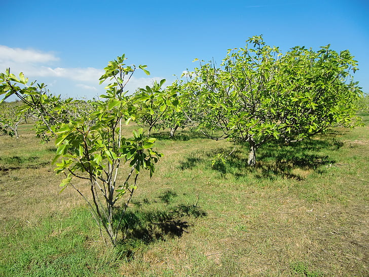 figs, plantation, croatia, dry, tree, landscape