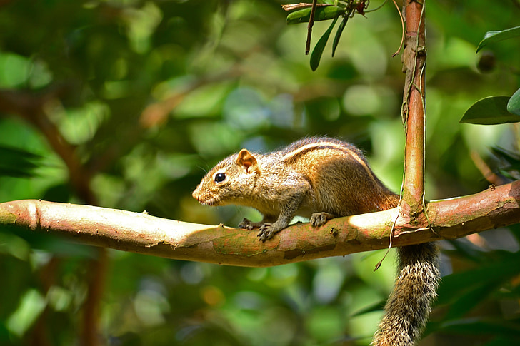 egern, dyr, Wildlife, natur, Sri lanka, mawanella, Ceylon