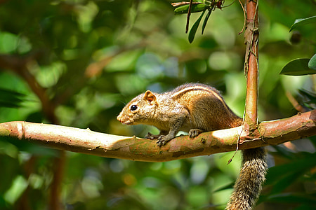 Wiewiórka, zwierząt, dzikich zwierząt, Natura, Sri lanka, mawanella, Ceylon