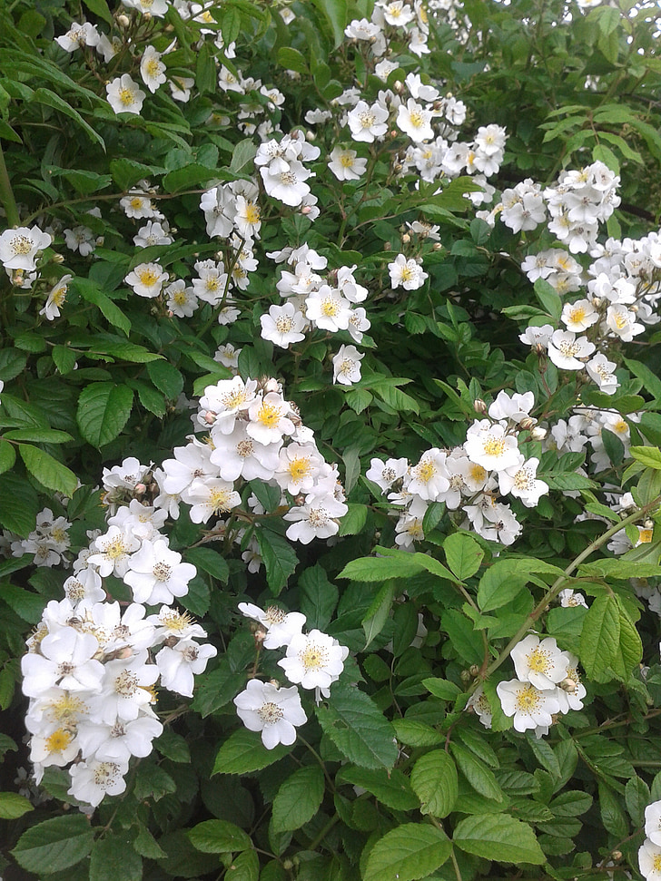 nyár elején, Park, Bokor Rózsa, virágok, fehér