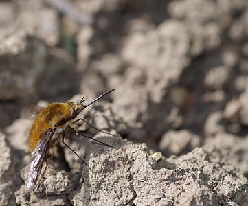 μέλισσα, γλώσσα, Προβοσκίδα, άγρια φύση, έντομο, φύση, φυσικό