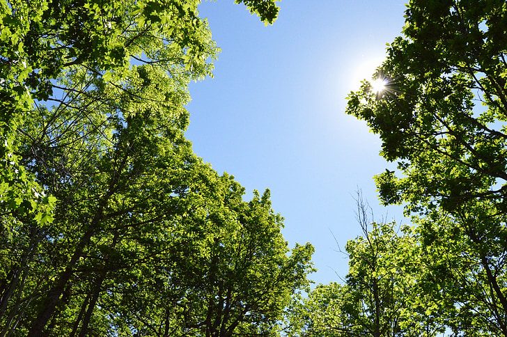 treet, skog, sollys, solenergi, solskinn, Sverige, blå