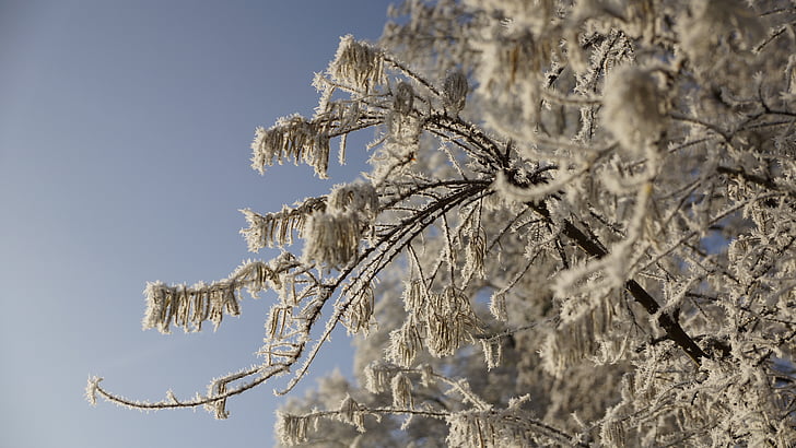 дерево, взимку, лід, сніг, небо, синій, лист