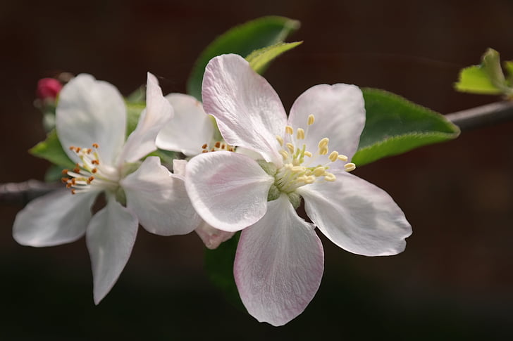 Blume, Makro, Bloom, Apfelbaum, Rosa, in der Nähe, Frühling