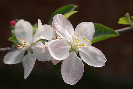 flower, macro, bloom, apple tree, pink, close, spring