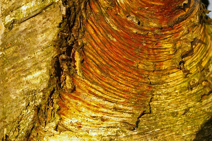 kulit, kulit pohon, Birch, log, kayu, struktur, alam