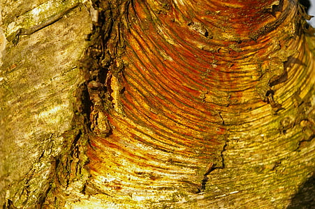 φλοιός, φλοιός δέντρου, βετούλης (σημύδας), αρχείο καταγραφής, ξύλο, δομή, φύση