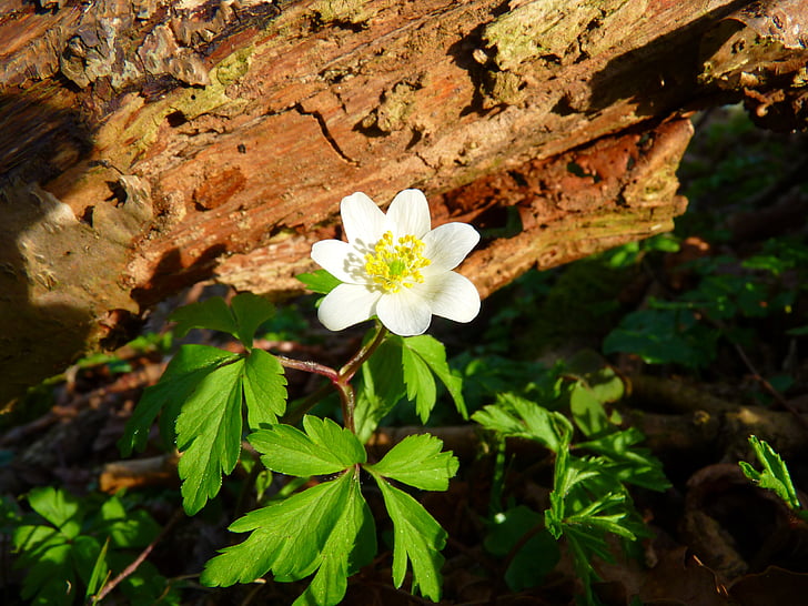 anemone de fusta, Anemone de, flor, blanc