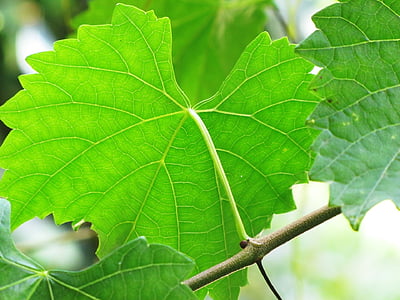 Blätter, Rebe, Muscadine, Grün, Obst, Natur