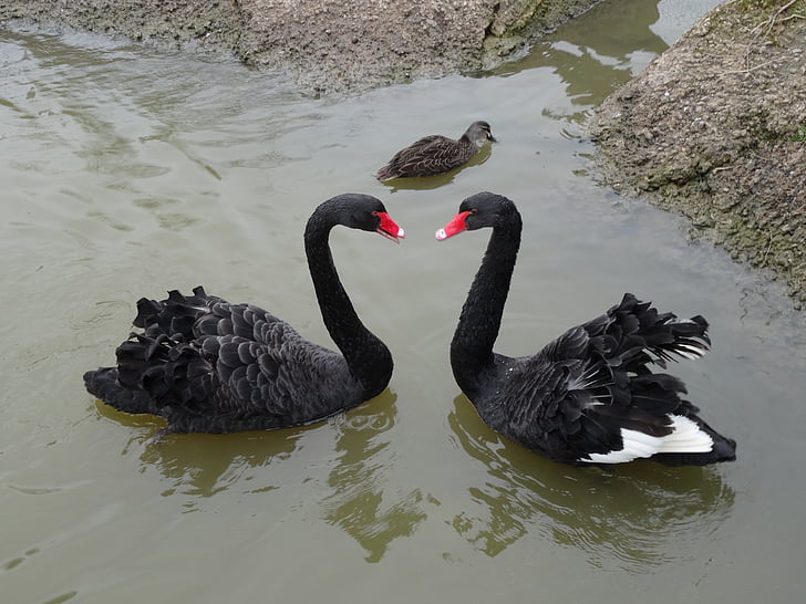 cisnes, amor, símbolo, dos, pareja, flora y fauna