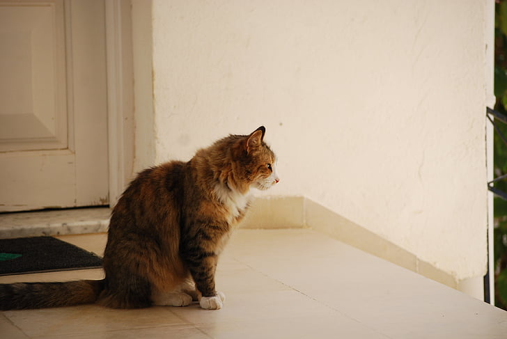 cat, tabby, outside