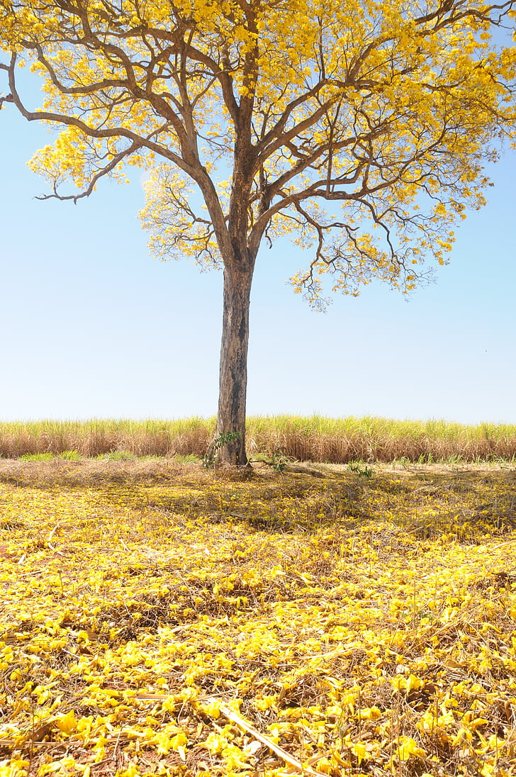 albero, giallo, primavera, azienda agricola, bella, Ipê, paesaggio