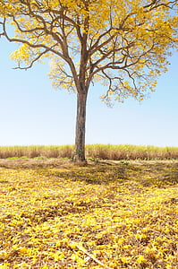 árvore, amarelo, Primavera, fazenda, linda, Ipê, paisagem